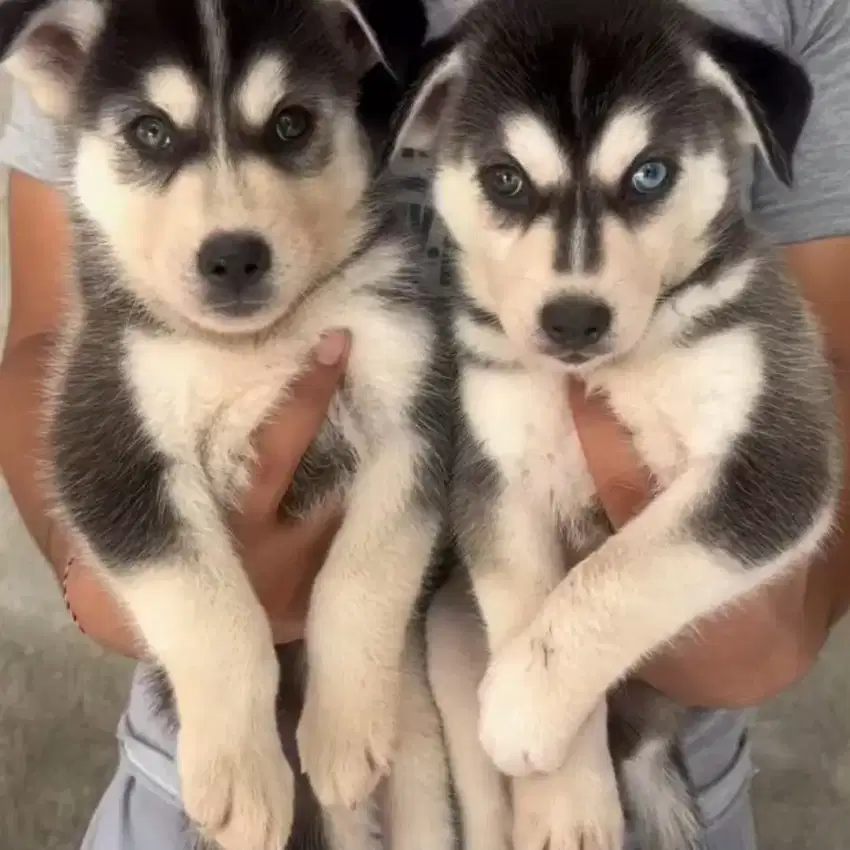 Anak Anjing Husky Pure Puppy