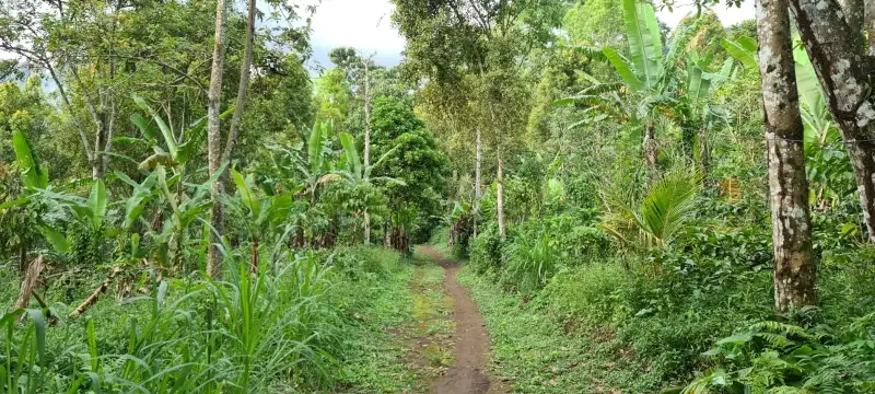 TANAH KEBUN ASPEK PERUMAHAN DI MUNDUK BEDUGUL