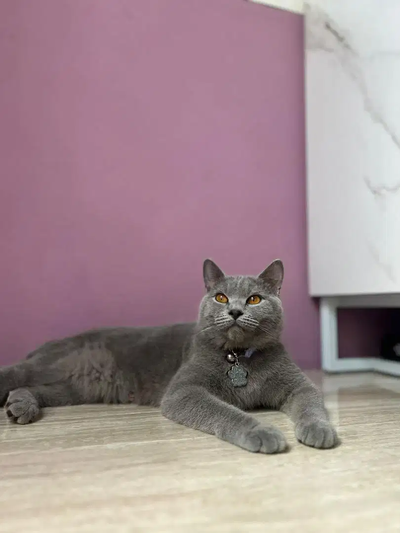 LA Kucing British shorthair