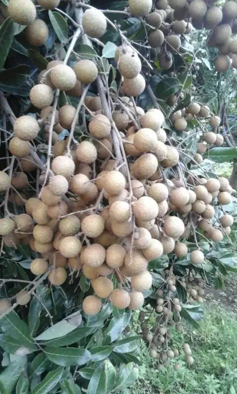 Kebun Kelengkeng Poros Aspal Tumpang Malang