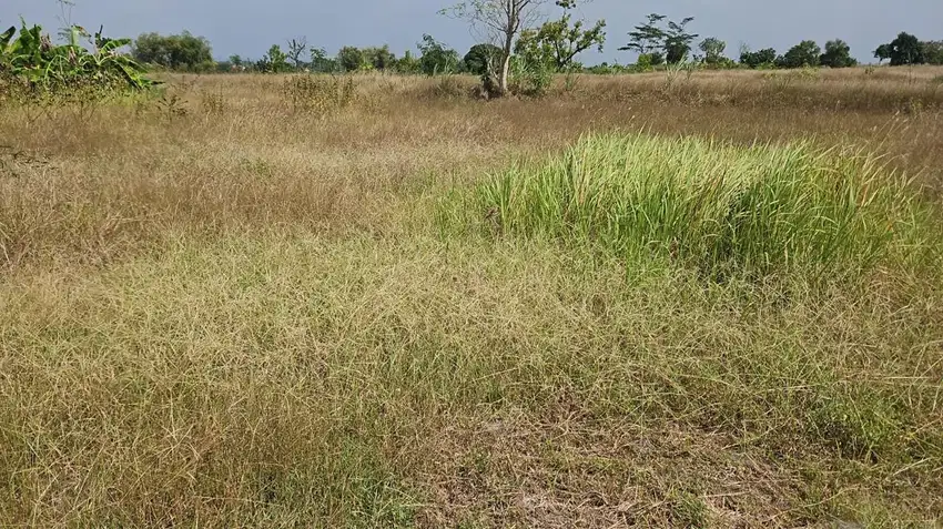 Tanah Jl. Raya Mantup, Desa Wonokromo, Kec. Tikung, Kab. Lamongan