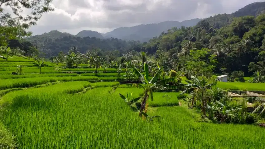 Tanah sawah sangat strategis murah view lepas investasi+villa