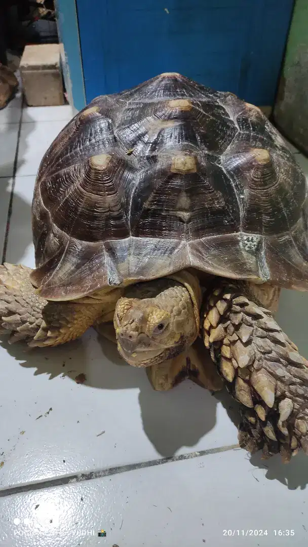 Sulcata / kura kura darat