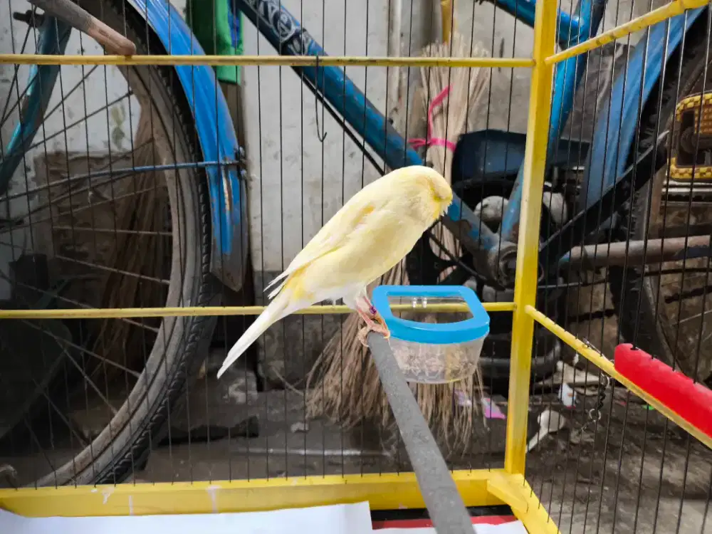 Kenari Yorkshire ring TKF21 kondisi mabung gemblingan