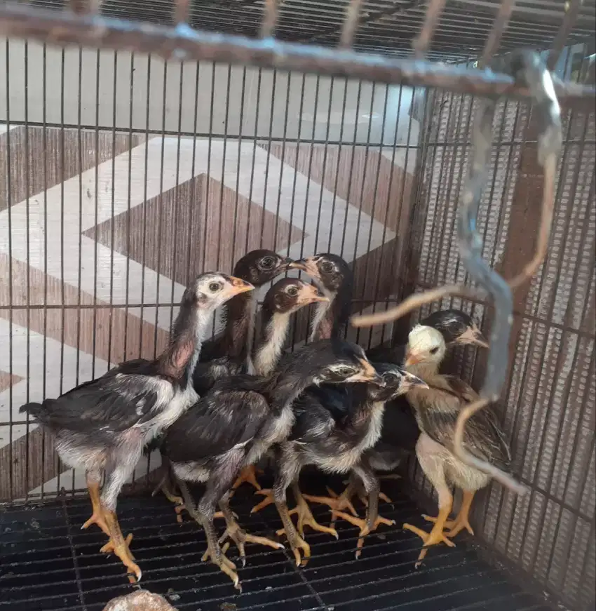 Djual cpt 10 anak ayam bangkok turunan bgs besar