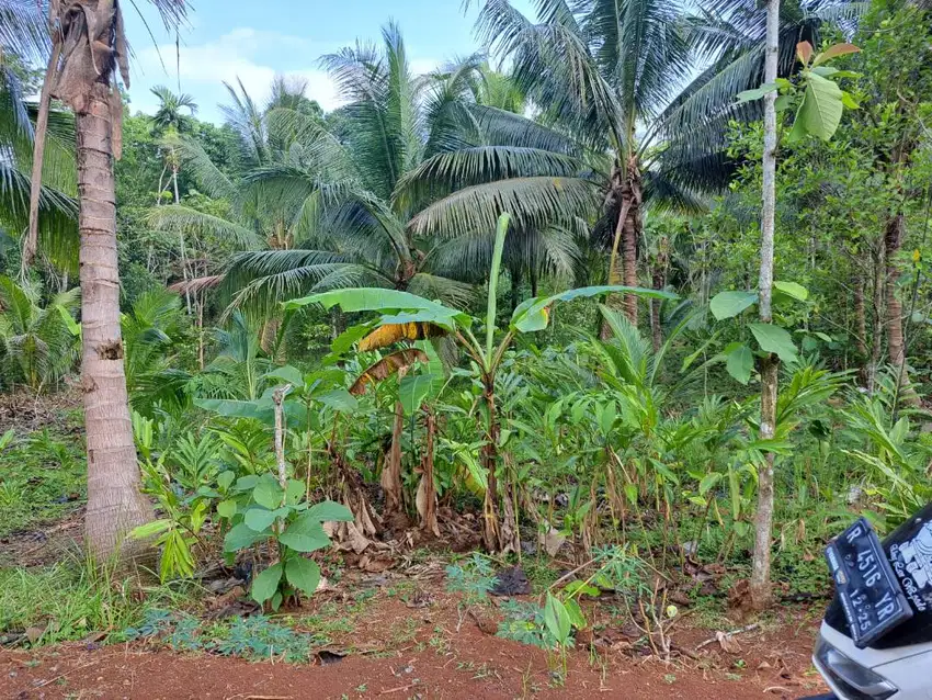 TANAH MURAH MERIAH DI BANYUMAS