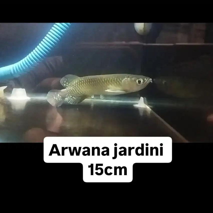 Ikan hias arwana 15cm