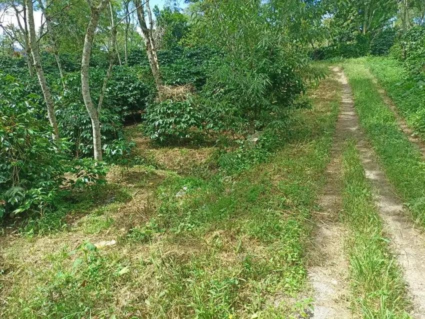 Kebun kopi. Siap panen