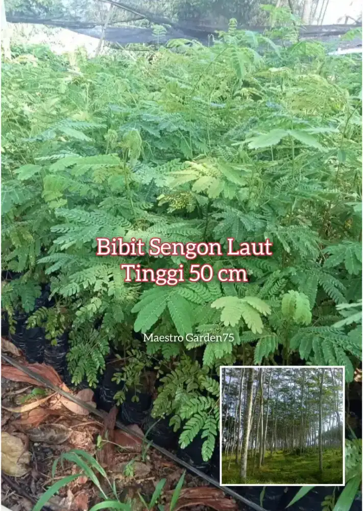 Sengon Laut  Bibit Kayu Tinggi 50 cm