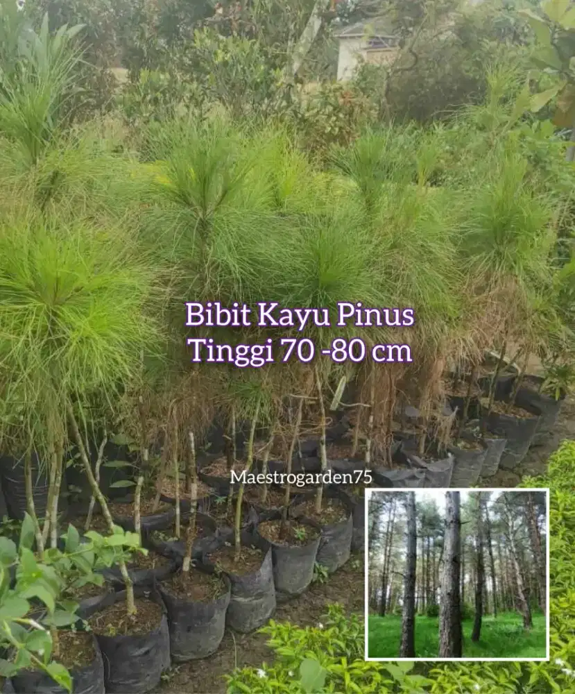 Pinus Bibit Kayu Tinggi 70 - 80 cm