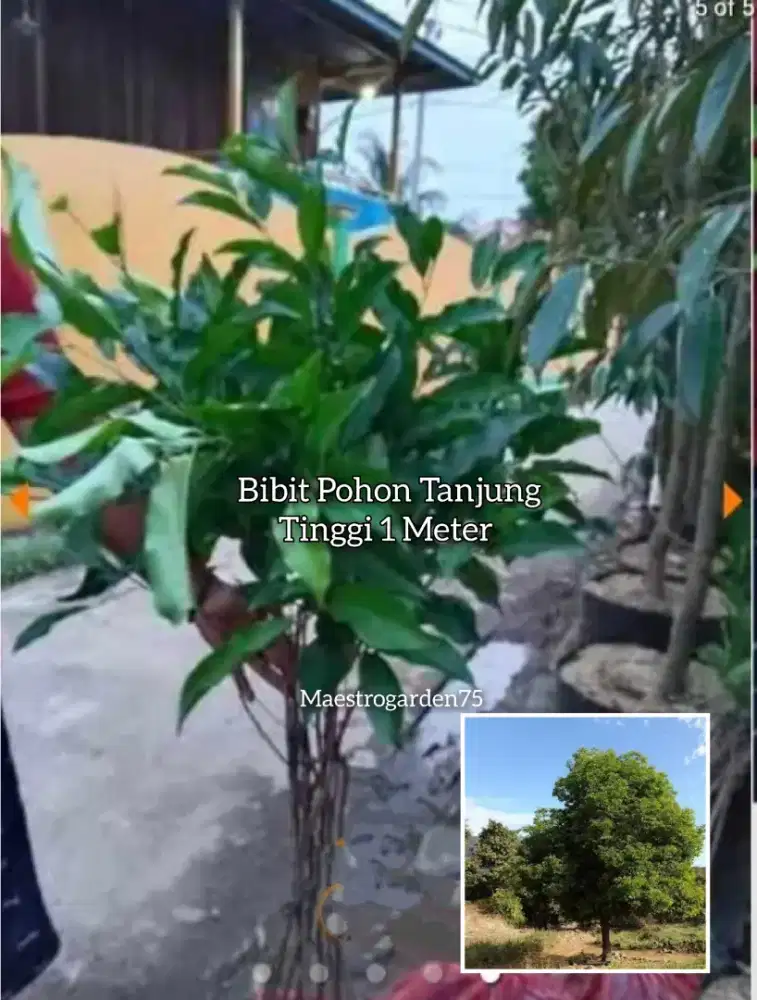 Tanjung Bibit Pohon Tinggi 1 Meter an