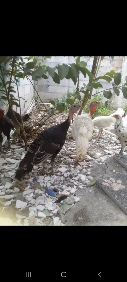 Ayam kalkun sepasang