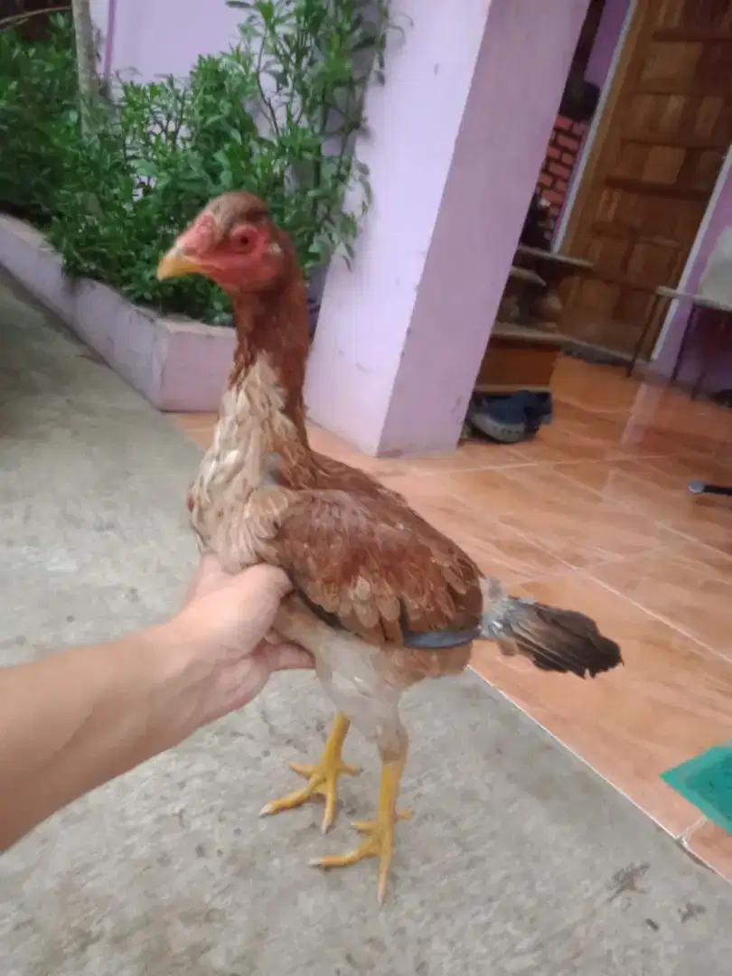 Ayam plucker usa jambul 5 bulan betina murah sajab