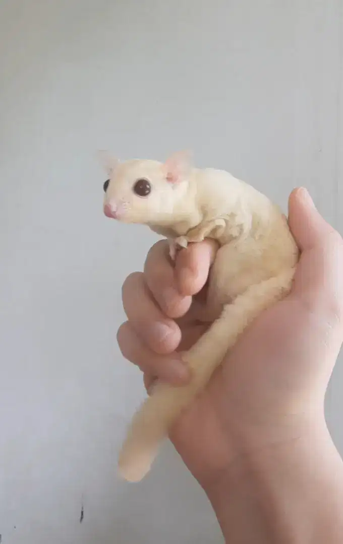 SUGAR GLIDER CREAMINO MOZAIK