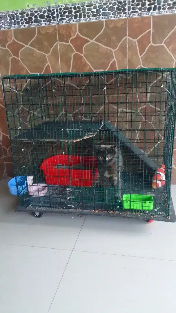 Kucing bsh tortie