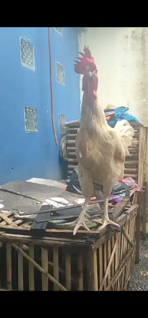 Ayam Pelung Putih Dewasa