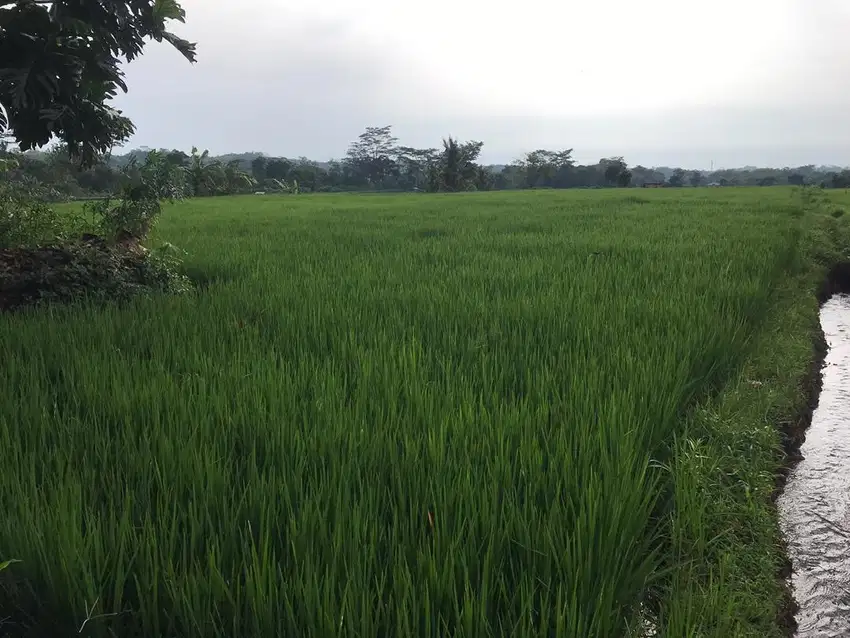 Tanah sawah dijual