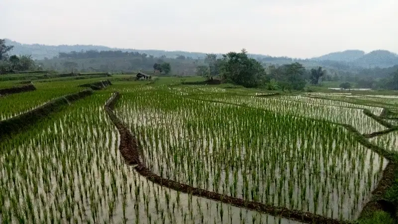 Sawah Pinggir Jalan 2 Ha, Pondok Salam, PWK.