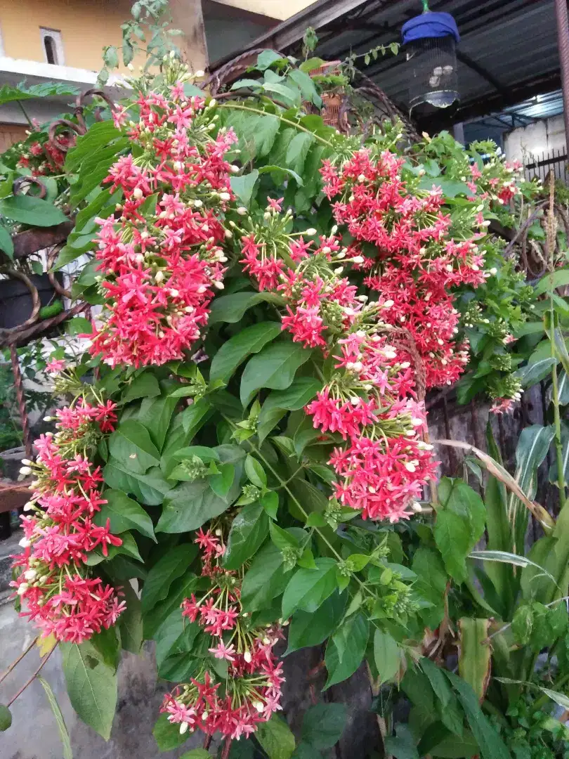 Bibit pohon melati belanda