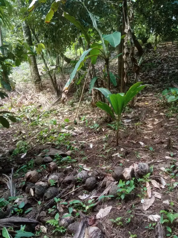 TANAH KEBUN CANTIK DENGAN UDARA YANG SEGAR