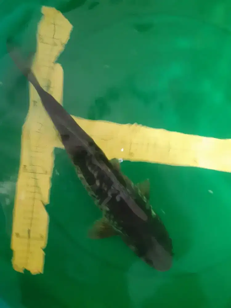 Ikan koi Ochiba Doitsu Aragoke black 39cm