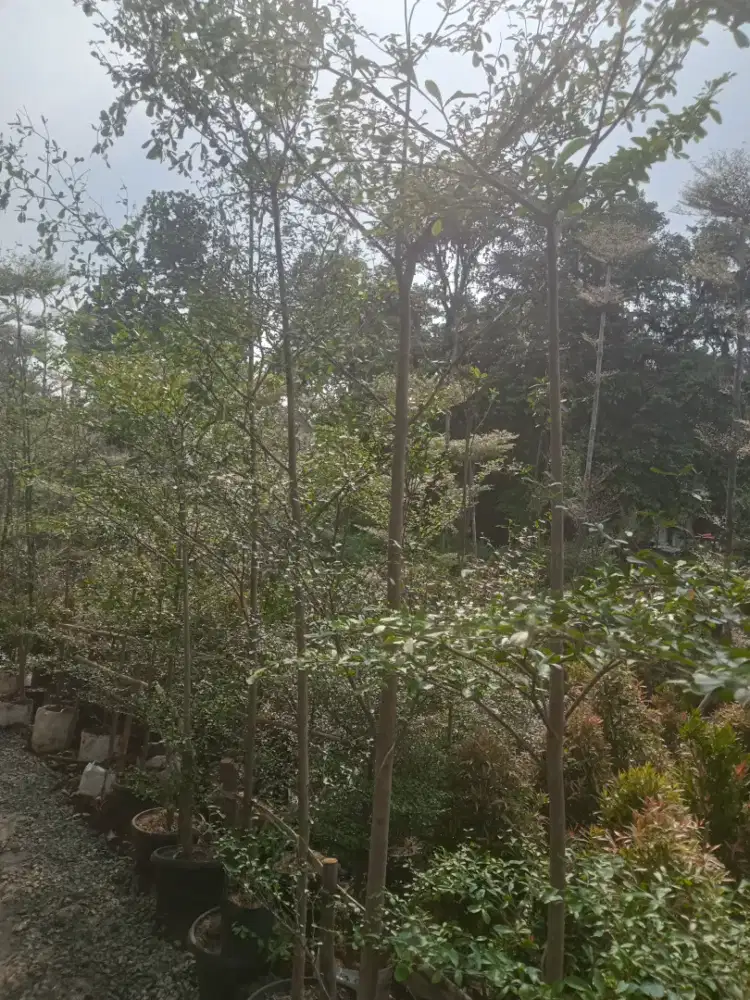 Pohon Ketapang Kencana