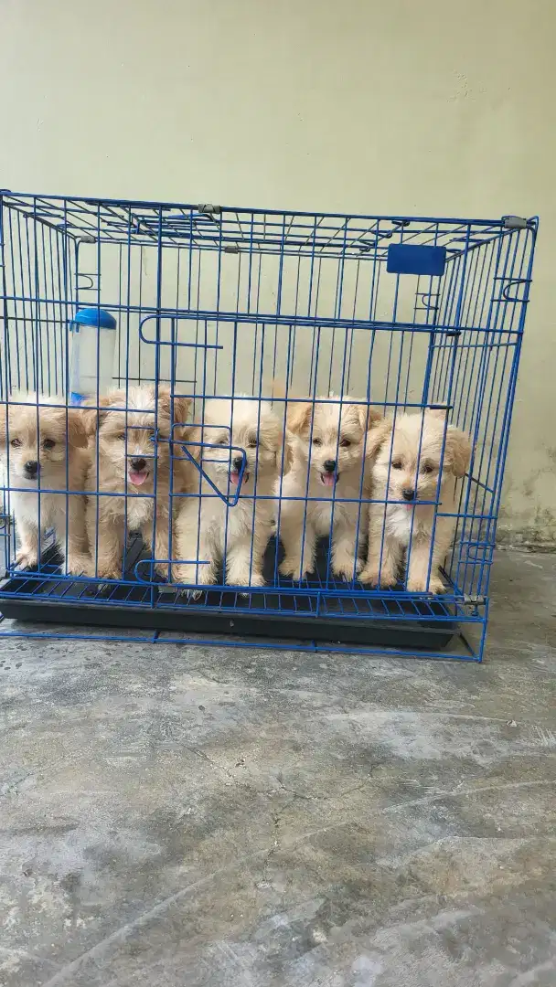 Anak anjing pomapoo (mix poodle dan pom)