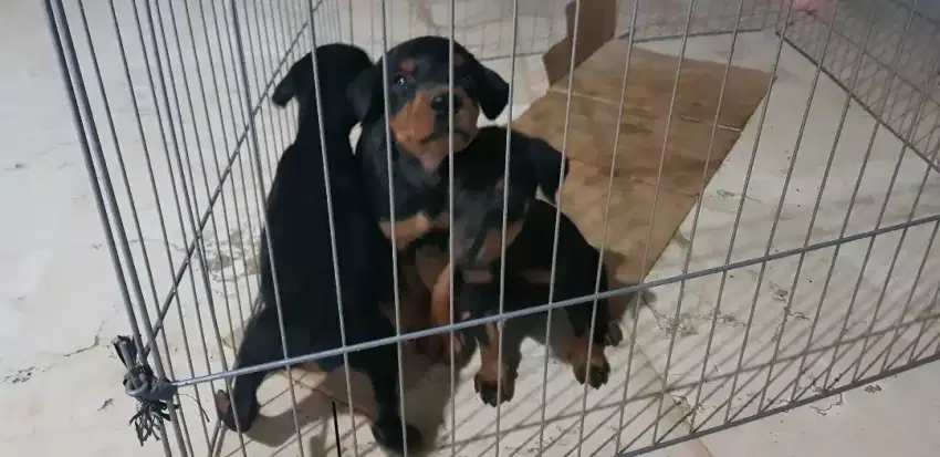 non stambum doberman pupies sisa 4 (anak anjing doberman usia 2 bulan)