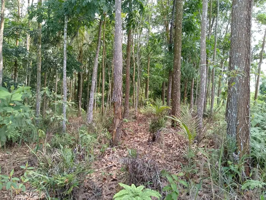 DIJUAL TANAH KEBUN SUBUR DI TASIKMALAYA