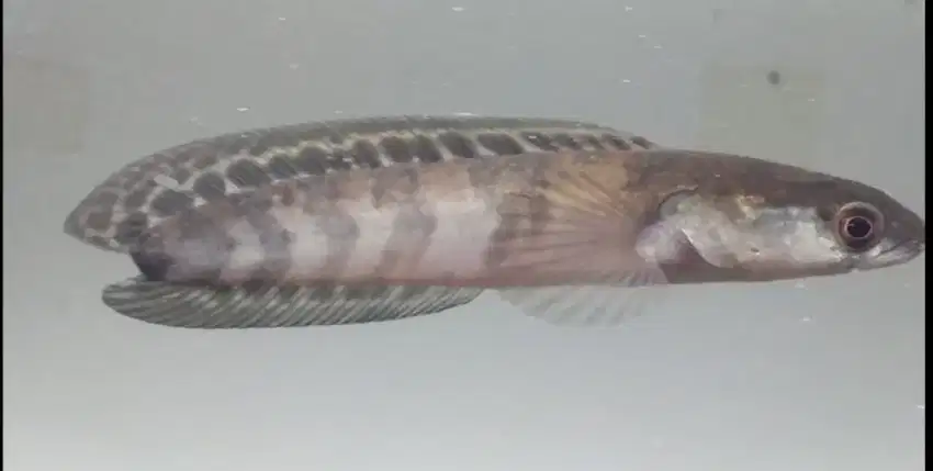 Ikan Channa Red Maru ±11cm