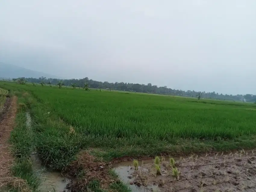 Di jual murah sawah produktif di padarincang serang -banten