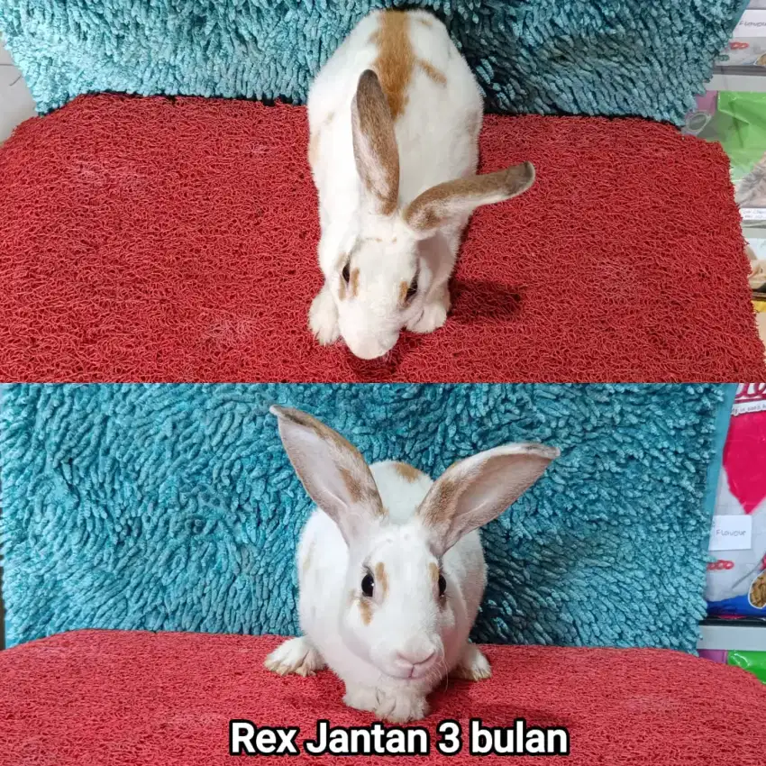 PROMO Anakan Kelinci Rex Purebreed usia 3 bulan lebih