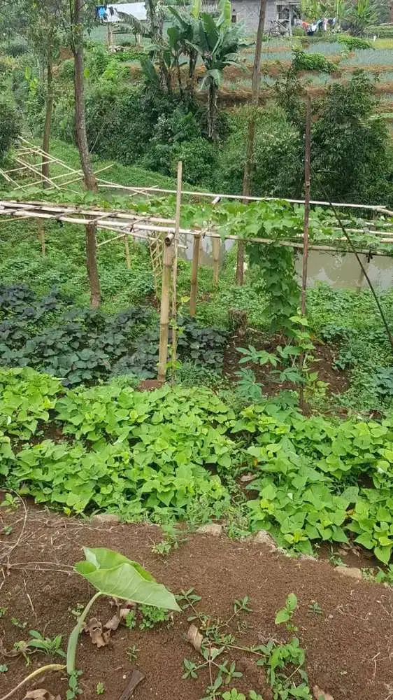 DIJUAL CEPAT KEBUN DI PUNCAK BANDUNG TANPA PERANTARA