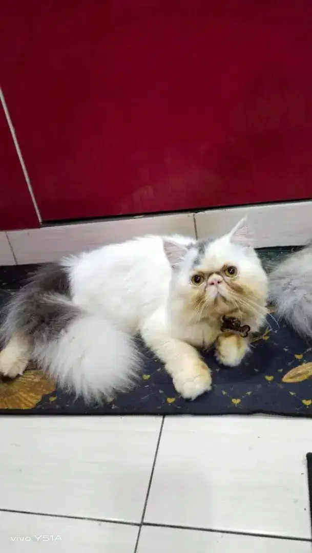 Pacek/Pacak Kucing Peaknose bisa diantar jemput area TANGERANG SELATAN