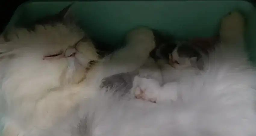 Pacek/Pacak Kucing Peaknose bisa diantar jemput area JAKARTA PUSAT
