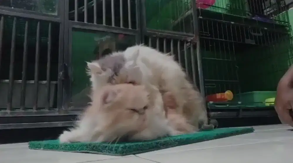 Pacek/Pacak Kucing Peaknose bisa diantar jemput area Kota Tangerang