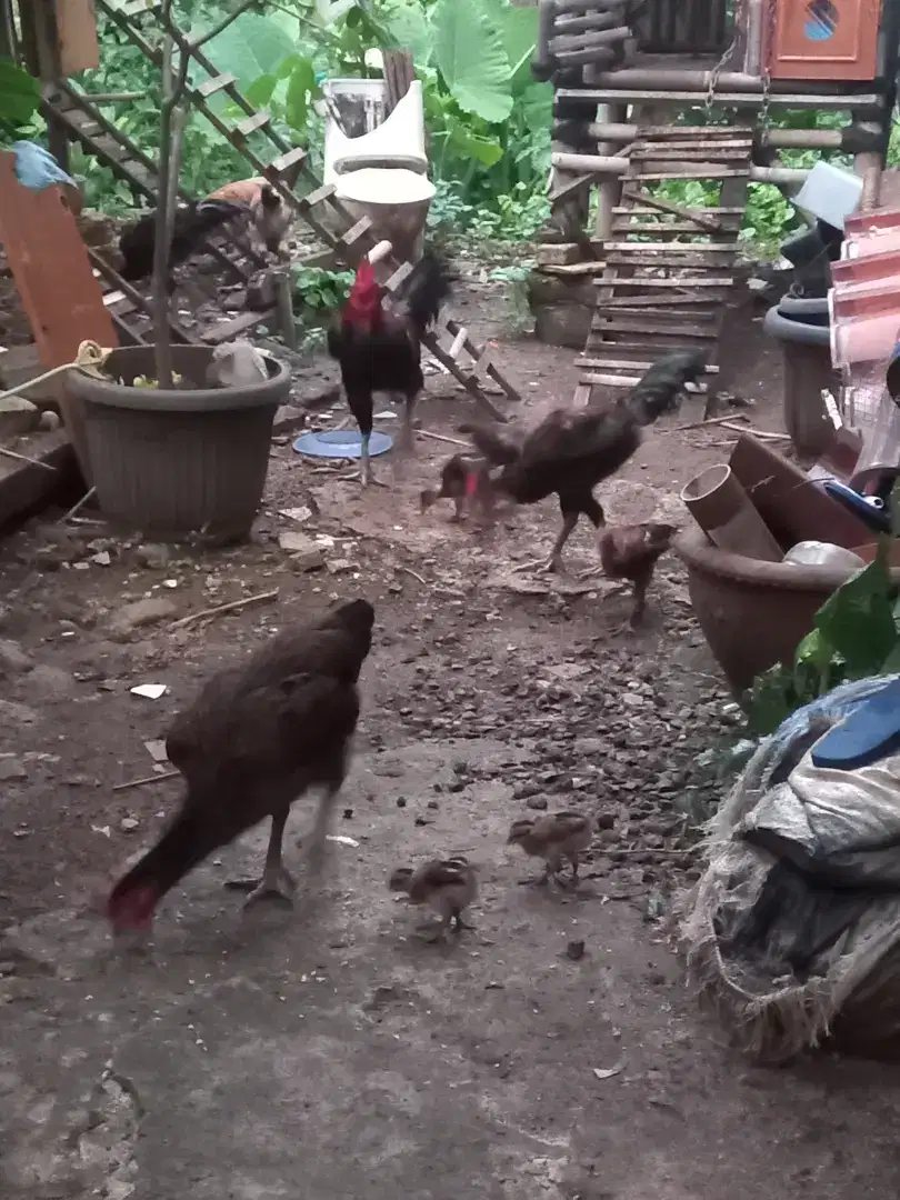 Ayam pelung berbagai ukuran