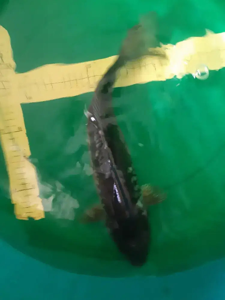 Ikan koi Ochiba Doitsu Aragoke 44cm