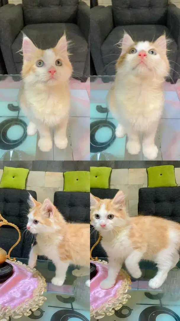 kucing kitten persia mix mancoone jantan