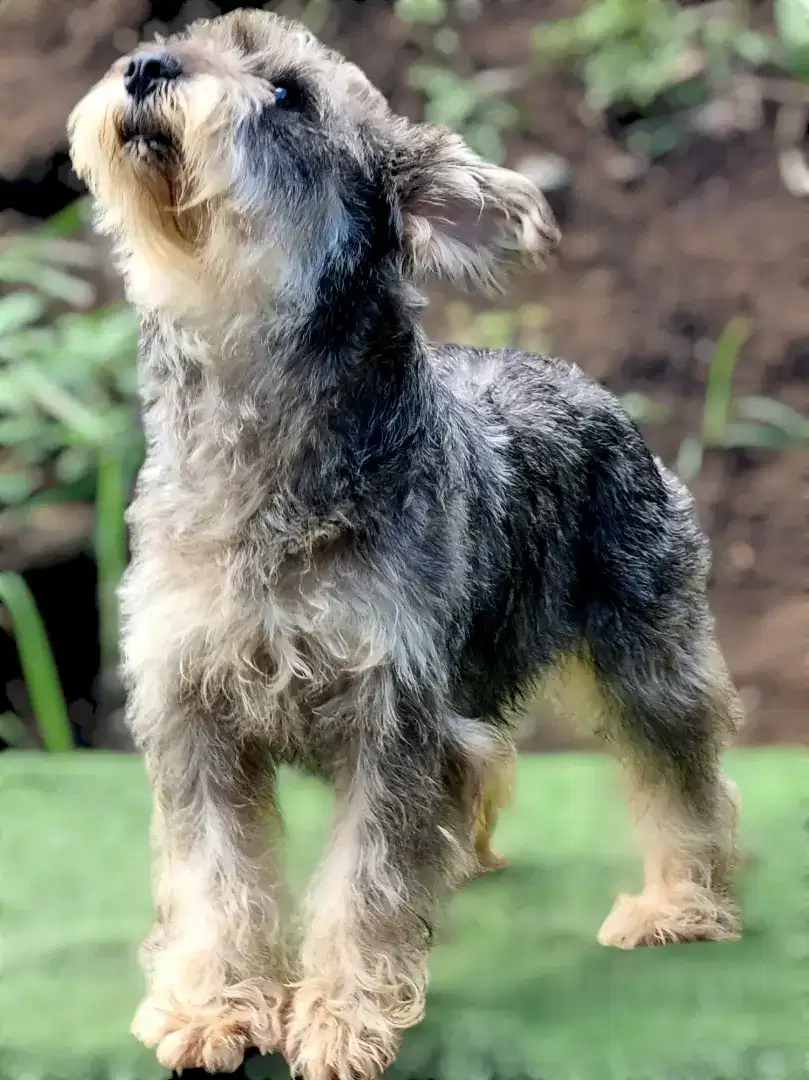 Anjing Miniature Schnauzer