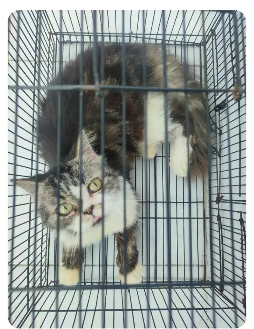 Jual kucing Persia Betina flatenose Dewasa