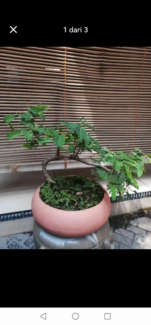 Bonsai asem lengkung