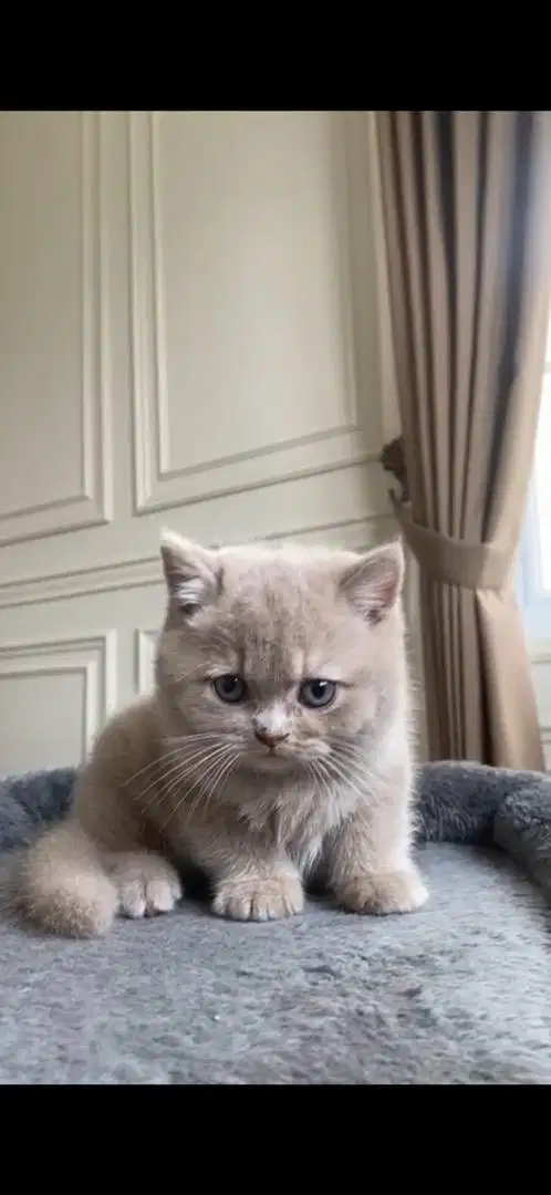 Kucing british shorthair lilac jantan