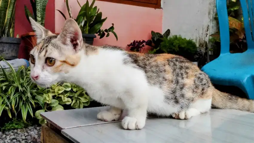 Kucing kitten munckin