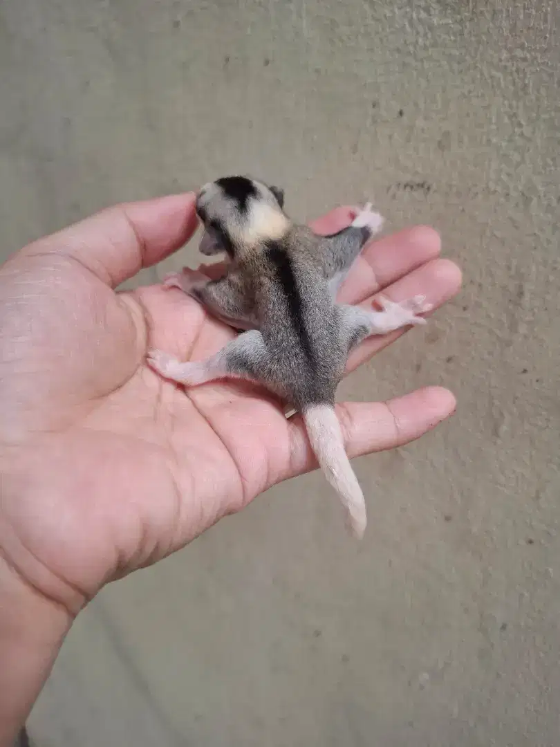 SUGAR GLIDER MOZAIK JANTAN