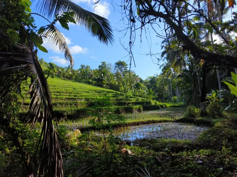 Dijual tanah dengan sungai dan view sawah di bali