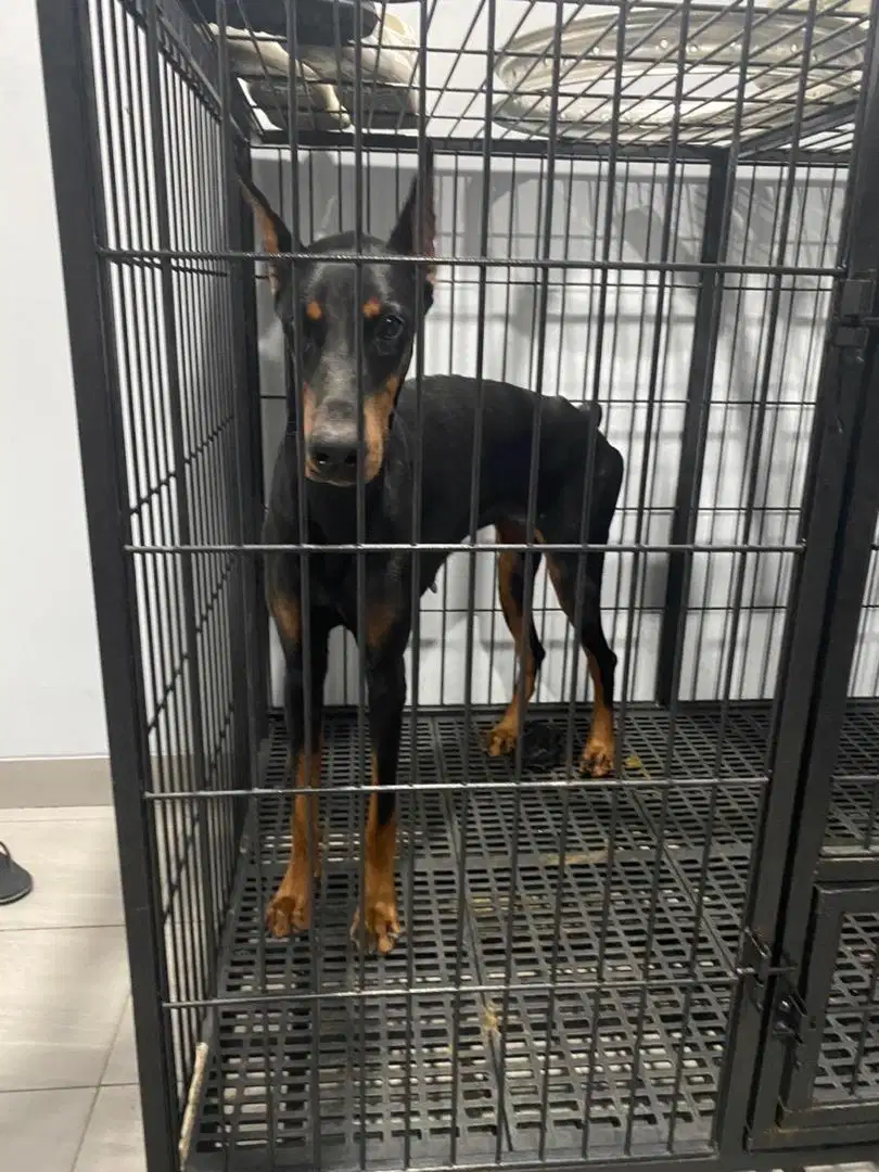 Dijual Anjing Doberman Betina Turunan Champion