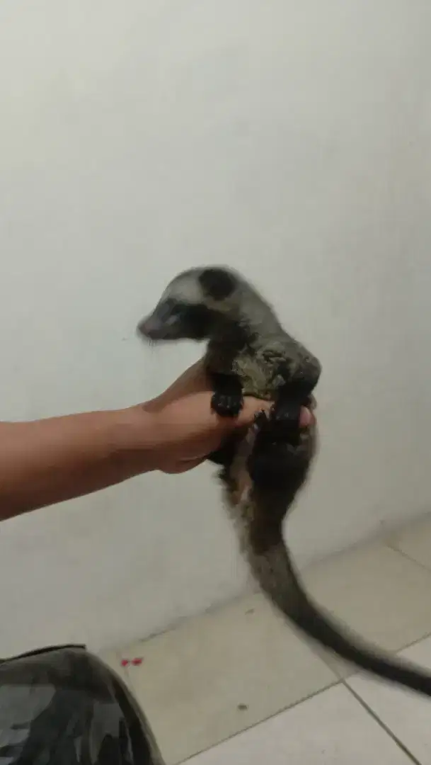 Musang jinak total