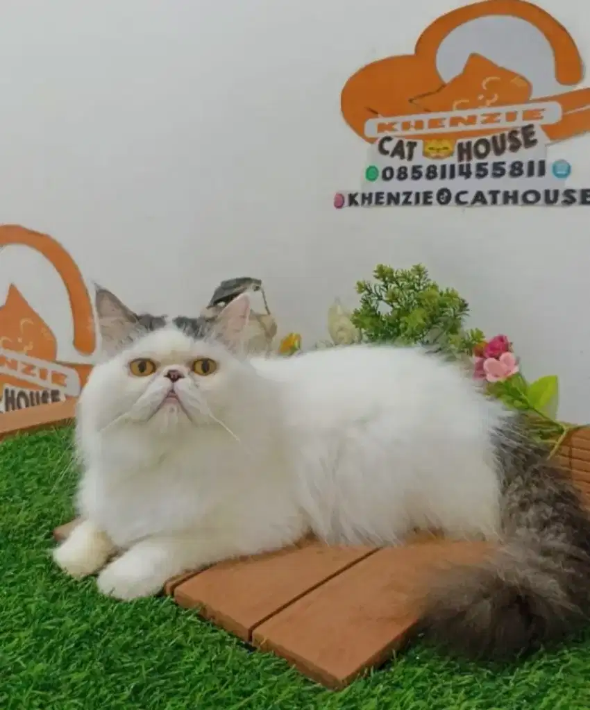 Kucing peaknose jantan gemoy lucuu longhair