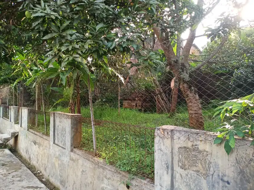 TANAH kebun luas 195m²